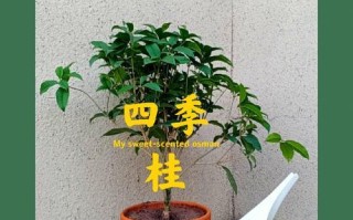 四季桂冬天能否存活（寒冬考验，是真的会冻死吗）