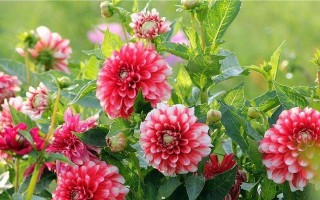 大丽花的四季美（探究大丽花四季开花的奥秘）