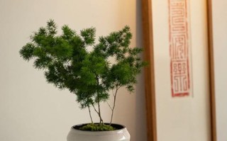 蓬莱松栽种的选择（大盆还是小盆？如何选择？）