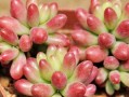 如何使虹之玉长肥？（关键方法和技巧分享）
