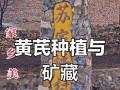 黄芪种植条件与种植技巧（打造适宜黄芪生长的环境，从土壤、气候到养护全方位解析）