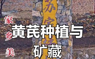 黄芪种植条件与种植技巧（打造适宜黄芪生长的环境，从土壤、气候到养护全方位解析）