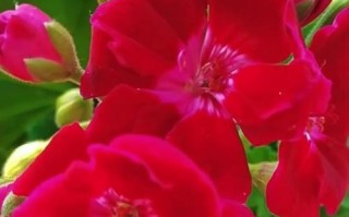 冬季养护天竺葵的技巧（打造花园的冬日之美）