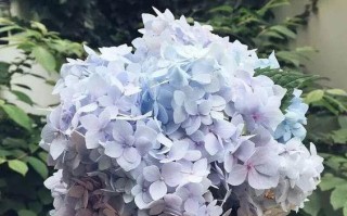 详解绣球花换盆的最佳时间和方法（让你的绣球花持续茂盛生长的技巧）