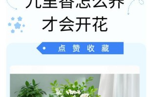 九里香盆栽的养殖方法和注意事项（打造美丽多肉盆景，分享九里香的养护技巧）