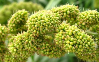 谷子——一种重要的粮食作物（了解谷子的科学分类和生长特点）