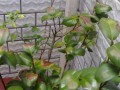 石榴花叶子枯萎的原因及处理方法（探究石榴花叶子枯萎背后的隐患并找到解决之道）