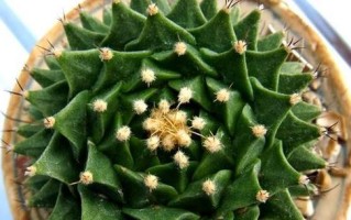 绿菊繁殖全攻略（注意事项、繁殖方法一网打尽）
