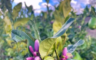 香水茉莉的开花时间及次数（了解香水茉莉的生长规律，让你拥有更美好的花园）