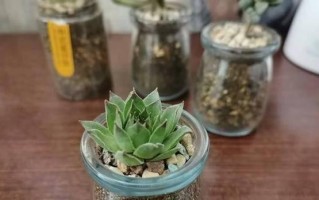 多肉移栽到塑料瓶的简易方法（环保又实用，让多肉植物在塑料瓶中生根发芽）
