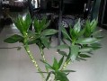 富贵竹的露天养护技巧（轻松掌握种植技巧，让富贵竹欣欣向荣）