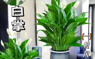 解决白掌叶子发黑发软的水培问题（通过正确的管理和调节，恢复白掌叶子的健康生长）