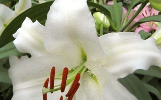 百合花的香味究竟来自哪里？（探寻百合花的香气成分及其特点）