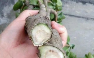花都黄叶子，如何处理？（保护花叶健康，使花儿更美丽）