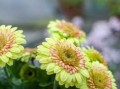 扶郎花（解读扶郎花的神秘，分享扶郎花养护与繁殖经验）