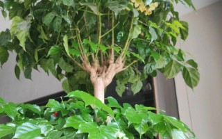 幸福树花结果之奇妙变化（探寻幸福树花结果的秘密，悦目景色与内涵丰富）