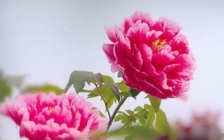 牡丹菊的花语和寓意（探寻牡丹菊的神秘花语和文化寓意，解读花开之美）