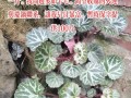 虎耳草的养殖方法和注意事项（打造美丽花园，从虎耳草开始）
