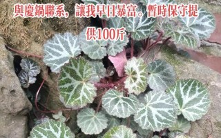 虎耳草的养殖方法和注意事项（打造美丽花园，从虎耳草开始）
