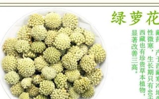 绿萝的花语和寓意（传递健康与好运，增添幸福与情感）