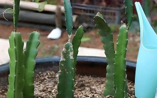 火龙果修剪技术图解（快速掌握火龙果修剪技巧，让你的火龙果更健康、更美观）