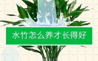 让水竹快速生根的秘密（掌握正确的方法和技巧，轻松成功种植水竹）