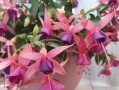 四季开花——花卉生长的奇迹（探寻花卉如何实现四季开花的生命之谜）