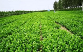 芹菜——一种营养丰富的蔬菜（种植、营养、健康）