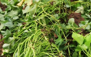 红薯的生长环境与种植技巧（探究红薯种植的关键因素，助力农民增收致富）