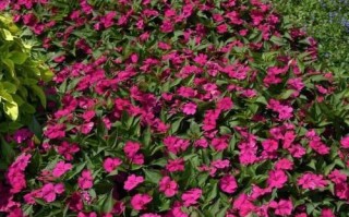 如何正确繁殖凤仙花？（方法、注意事项、——凤仙花）