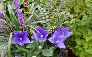 春之花语——桔梗（桔梗开花的时节、观赏特点及文化内涵）