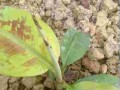 香蕉叶的多种用途与处理方法（香蕉叶的环保利用以及相关技巧）