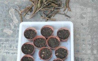 冬季扦插杜鹃花的方法与技巧（快速繁殖优质杜鹃花品种，打造美丽的花园景观）
