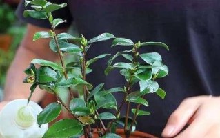 茶花花期管理要点（如何让茶花绽放更美的花期？）