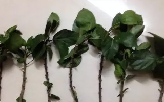 探究凌霄花的扦插繁殖方法（打造美丽的花园，从凌霄花开始；凌霄花扦插繁殖方法详解）