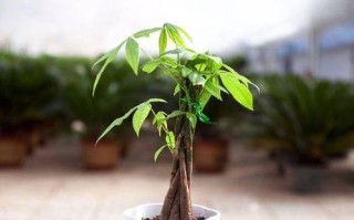 发财树怕晒太阳吗？——揭开阳光与绿萝的真相（阳光、养护、防晒、授粉、繁殖、修剪、移植、生长）
