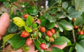 九里香开花时间与花期（一年一次的美丽绽放，九里香的生长习惯）