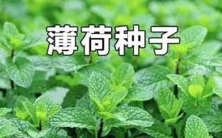 种植薄荷的最佳时间（掌握种植薄荷的时间要诀，让你的收成更加丰盈）