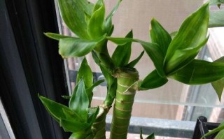 富贵竹的生长环境与地方条件（如何让富贵竹在家中健康成长？）