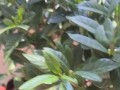 栀子花叶片变黄的原因及处理方法（栀子花叶片变黄，怎么办？原因与解决方案详解）