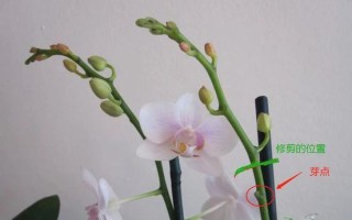蝴蝶兰花骨朵的开花过程（了解蝴蝶兰花骨朵，预测它的开花时间）