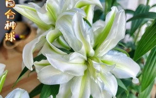 百合花香味对人体有毒吗？（探究百合花香味的成分和对人体的影响）