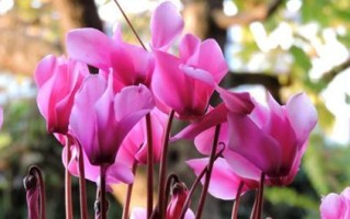 仙客来冬季开花的秘密（探究仙客来冬季开花的原因及室内养护技巧）