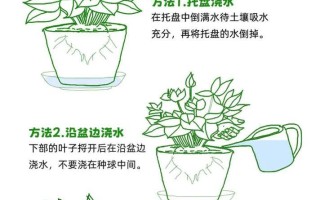 以粉掌怎么浇水（打造健康的粉掌，善待植物生命）
