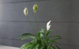 客厅玄关放什么植物好（15种适合客厅玄关的绿色植物）