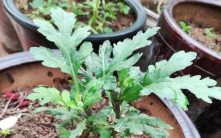 立体菊花盆栽的养护秘籍（打造盛开的立体菊花，从养护开始）