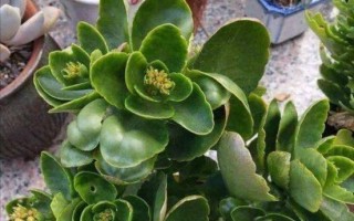 如何安全度夏，让长寿花更加健康？（长寿花的夏季养护指南，让它远离热浪和病虫害）