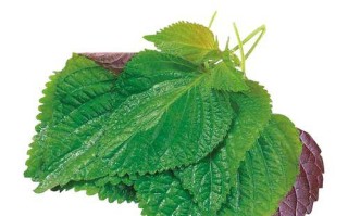 苏子叶种植的最佳月份（掌握种植时间，助力丰收）