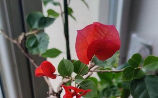 三角梅盛放如春的美景（探秘三角梅开花的奥秘）