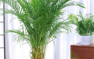 风车草的风水作用（家里养风车草有什么好处？）